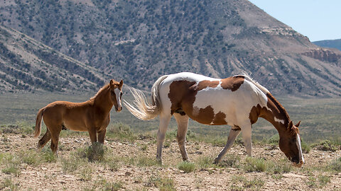 Salt Wells Creek Wild Horses in Wyoming Ep 18 Wild Wonders of America