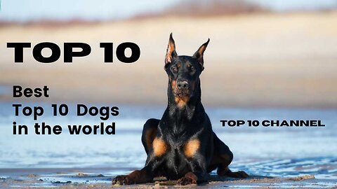 top 10 dogs