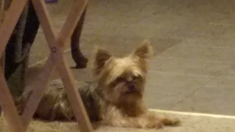 5lb Yorkie wants a treat he can't have.