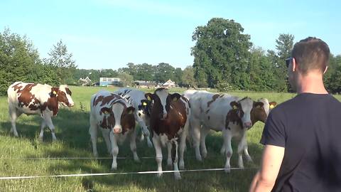 Cattle herd flocks to man's "cow call"