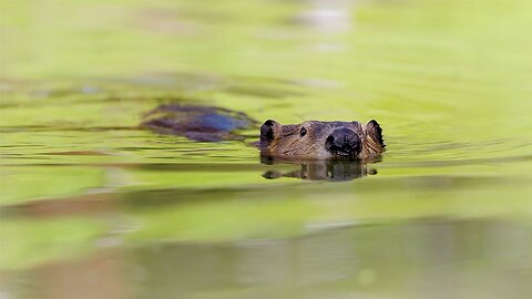 Beaver Rewilding Impacts Measured by NASA
