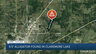 Alligator found in Claremore Lake
