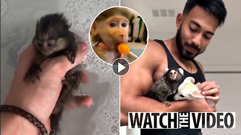 TikTok slammed by rescue animal charity for ‘glorifying baby monkeys as pets’ with lollipop