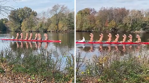 Hilarious footage shows "dinosaurs" rowing up the Charles River in Boston