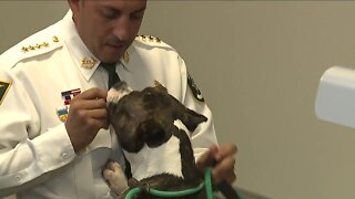 Sheriff fights for custody of dog