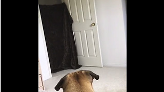 Pug has mind blown during 'What The Fluff' challenge