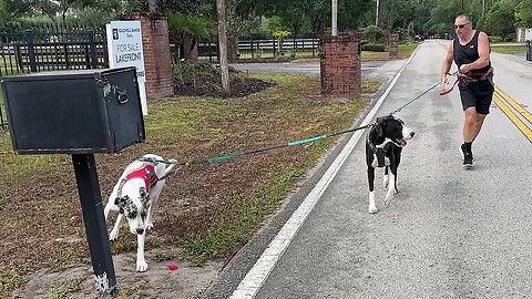 Funny Great Danes Learn To Dodge Mailboxes While Tandem Running