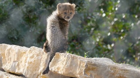 Cute baby cheetah Acinonyx jubatus on a rock turning around to the camera Montpellier zoo