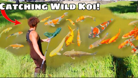 I Found WILD KOI In This POND!