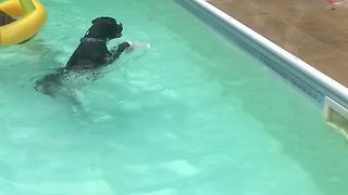 Boxer sister teases sister with her ball in the water!
