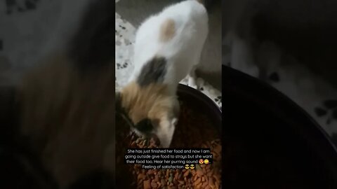 Rosy finished eating but she wants to eat others food - Cat funny video