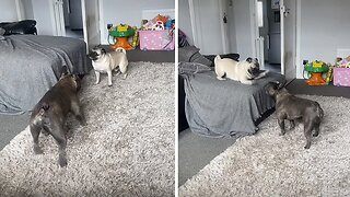 Playful Pug And French Bulldog Have The Most Hilarious Race