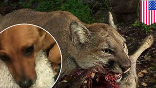 Mountain lion attack: Dog snatched by mountain lion from California home - TomoNews