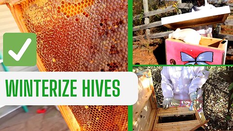 WINTERIZING 4 LAYENS Hives ║ Wrapping Up Year 1 of NATURAL Beekeeping
