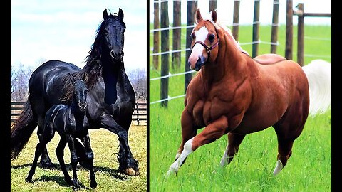 Animal Vised Presents: Horsepower Unleashed - The 20 Most Powerful Horse Breeds in the World