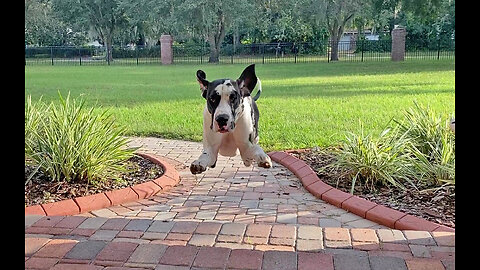 Joyful Great Dane Lovingly Bounces For Sweet Greetings