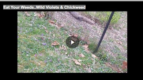 Eat Your Weeds..Wild Violets & Chickweed