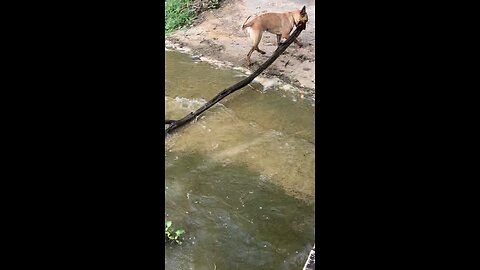 Belgian Malinois pulls in log to clear boat ramp.