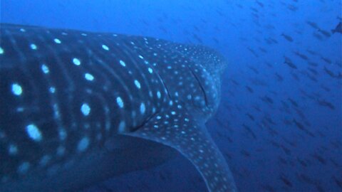 Gigantic whale shark curiously inspects group of scuba divers in Galapagos