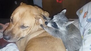 Sweet and gentle dog tolerates playful baby raccoon