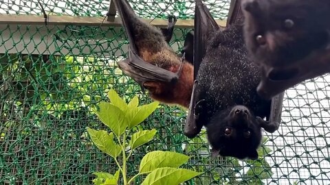 Bats Just Love Eating Mulberry Leaves! - Meet Poppy The Camera Grabber, With A Few Of Her Mates