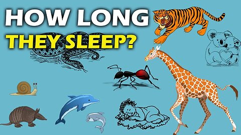 THE ANIMALS WITH THE LONGEST SLEEPING PERIODS - HD | ANIMAL'S BEHAVIOR | HABITAT | FACTS