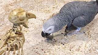 Friendly parrot gives spoon lessons to scary bird