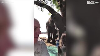 Incredibile incontro con un elefante in un safari africano