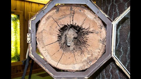Dead Dog "Stuckie" Found Mummified Up Inside Hollow Tree