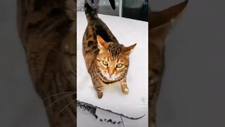 Whats these white things in the air #shorts #animals #pets #cats #bengalcat #animallover #snow