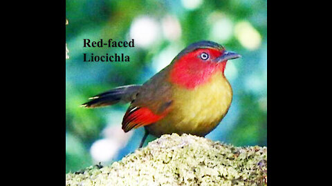 Red Faced Liocichla bird video