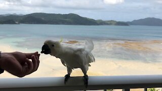 Hand feeding an Australian white yellow crested cockatoo