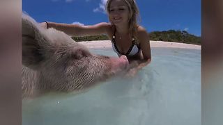 Nothing But Pig Videos