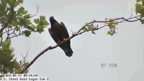 USS Bald Eagle Cam 3 7-17-23 @ 9:13:35 Hop flies in on to the "Bat" branch