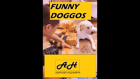 Always Hilarious! Funny Dog Videos 1