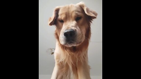 Golden Retriever humorously fascinated by front-facing camera