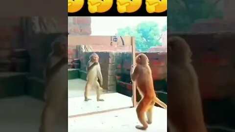 monkey funny video || #funny #shorts #monkeyfunny #youtubeshorts #viral #youtube #new #viralshorts