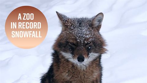 Record snowfall has made the Moscow Zoo gorgeous