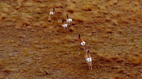 Fastest land animal in the Western Hemisphere captured by drone