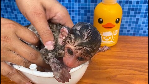 Baby monkey Bon Bon bath in the bathtub and playing with the puppy So cute, funny animal video