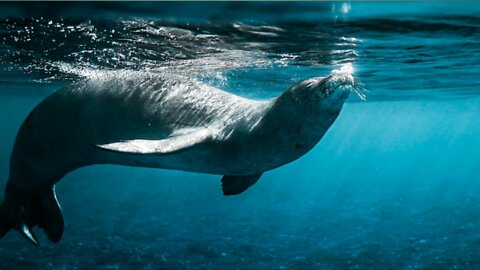 Big Seal RESCUED of fishing line