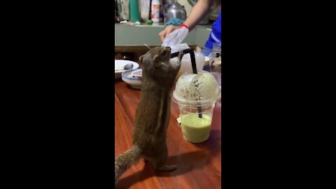 The squirrel stole a smoothie from the restaurant