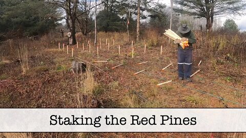 Staking the Red Pines