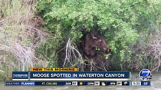 Moose spotted in Waterton Canyon