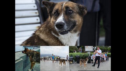 Famous singing dog Muktar (Hachico) in Yalta, Crimea died after concert