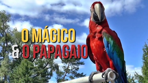 Piada Hilária: O Mágico e o Papagaio