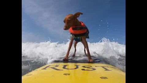Rusty er Californias søteste surfehund