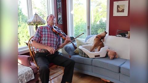 Amazing Violin And Dog Duet