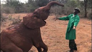 Elefantunge danser med en plejer i Kenya