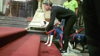 SOUTH AFRICA - Cape Town - Blessing of the Animals service at St George's Cathedral (Video) (DxK)